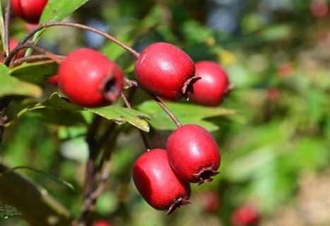 玫瑰果自然 绿色 果 健康