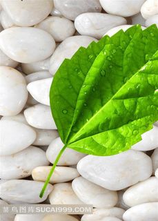 绿色叶子装饰画素材