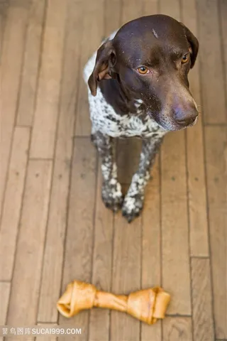 高清俯拍德国波音达狗狗图片