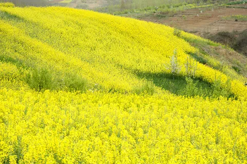 汉中油菜花图片 汉中油菜花图片