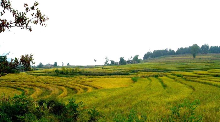 农业土地现代农业