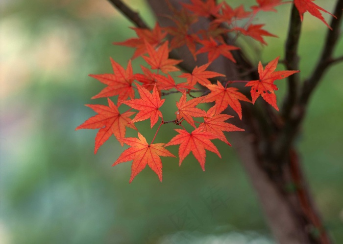 花草特写 1616