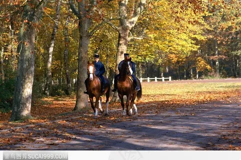 骑马 秋叶 秋天 骑士 欧洲警察