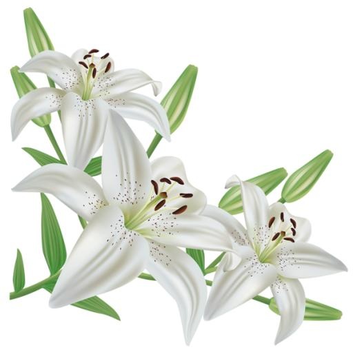 百合花免抠(600x599)