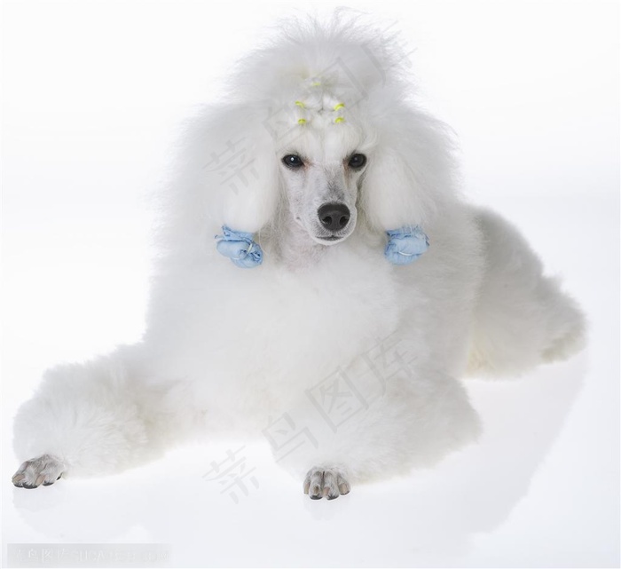 小型犬-雪白的贵宾犬