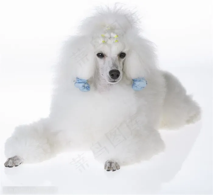小型犬-雪白的贵宾犬