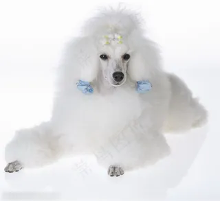 小型犬-雪白的贵宾犬