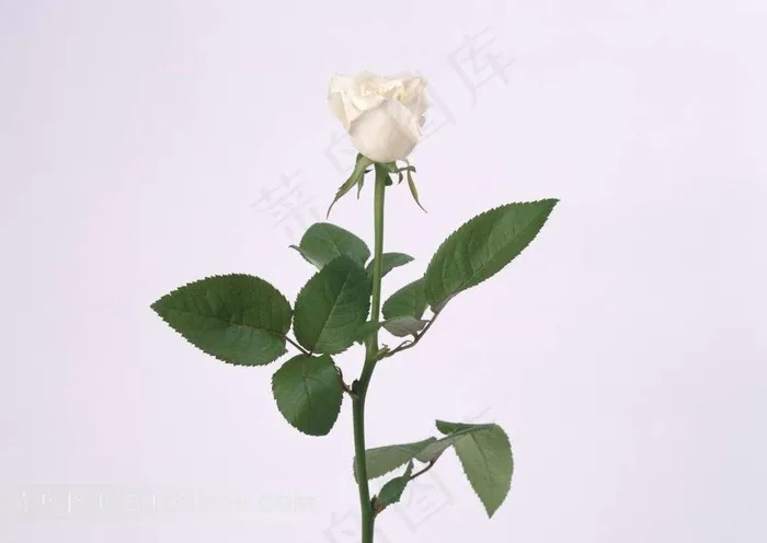 白色玫瑰素材图片