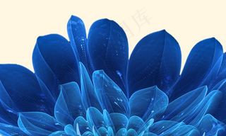 蓝色花瓣 花