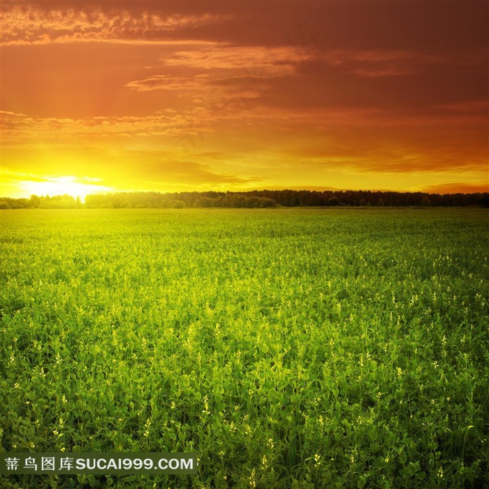 夕阳下的绿色草地风景图片