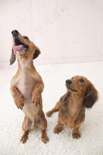 高清可爱调皮宠物狗狗图片