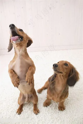 高清可爱调皮宠物狗狗图片