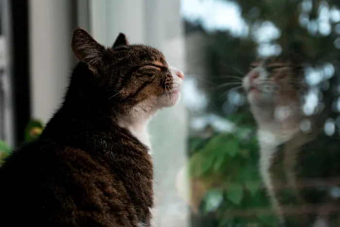可爱猫咪猫猫摄影素材