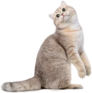 免扣素材实物猫咪摄影