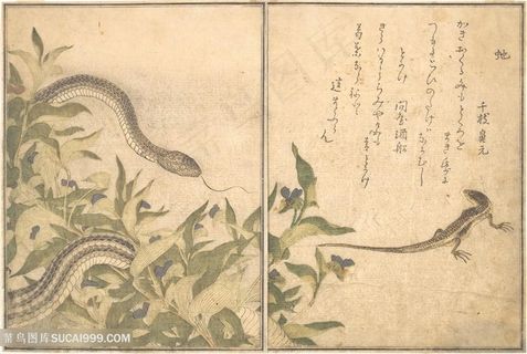 喜多川歌磨手绘蛇装饰画