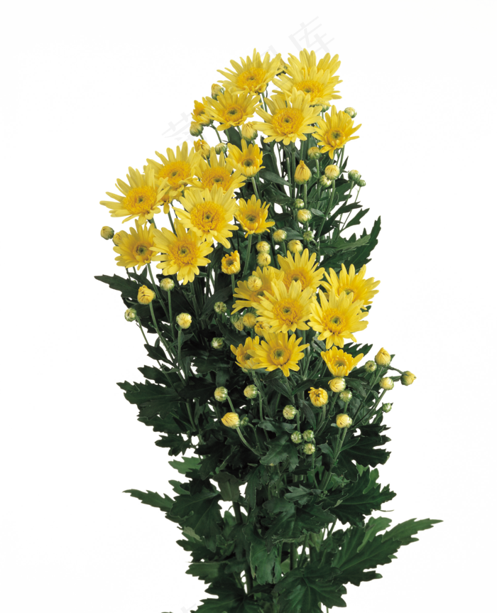 花饰和花束 
