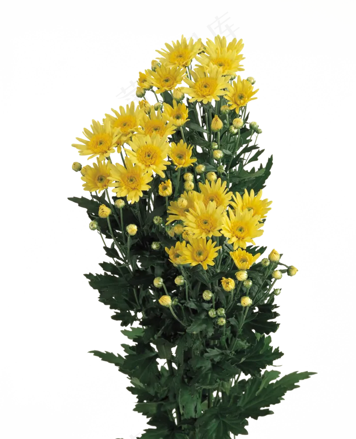 花饰和花束 