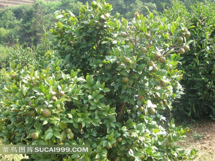 绿色植物油茶树图片