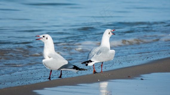 海滩两只海鸥图片 海滩两只海鸥图片