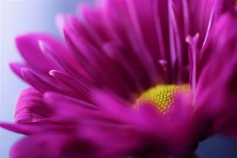 唯美鲜花高清特写图片