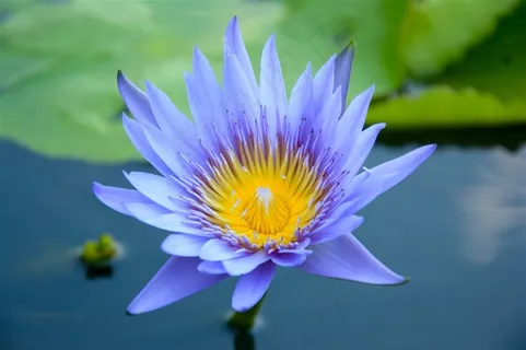 蓝色莲花鲜花图片素材 蓝色莲花鲜花图片素材