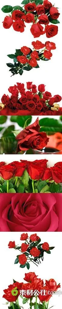 精美红色玫瑰花高清摄影壁纸