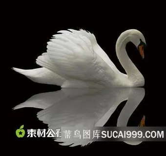 鸟 天鹅 动物 高清图片 鸟 天鹅 动物 高清图片