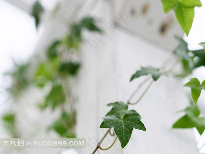 唯美绿叶素材图片