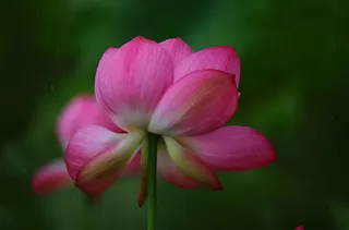 雨中彩色荷花图片