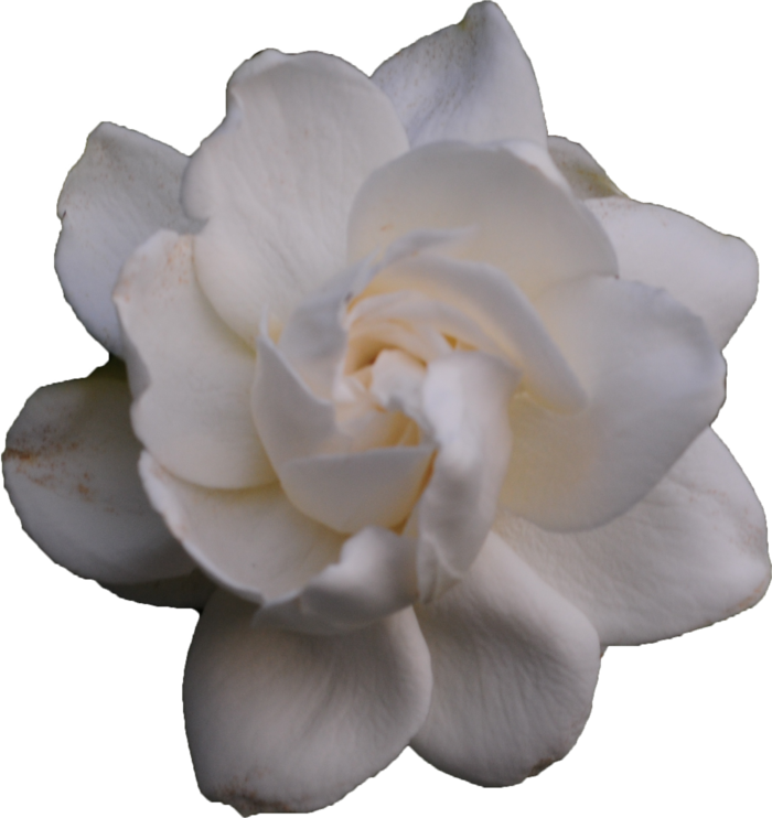 白色清丽栀子花元素免抠
