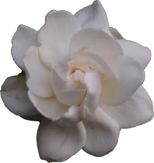 白色清丽栀子花元素免抠 白色清丽栀子花元素免抠