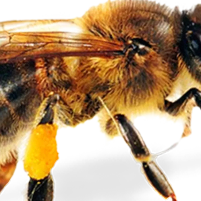 蜜蜂免扣png素材模板