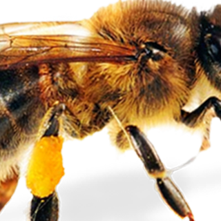 蜜蜂免扣png素材模板