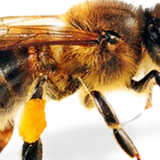 蜜蜂免扣png素材模板