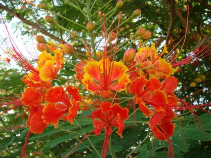 唯美橙色花朵图片 唯美橙色花朵图片