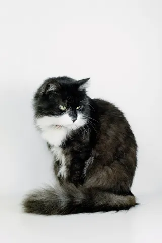 可爱猫咪猫猫摄影素材