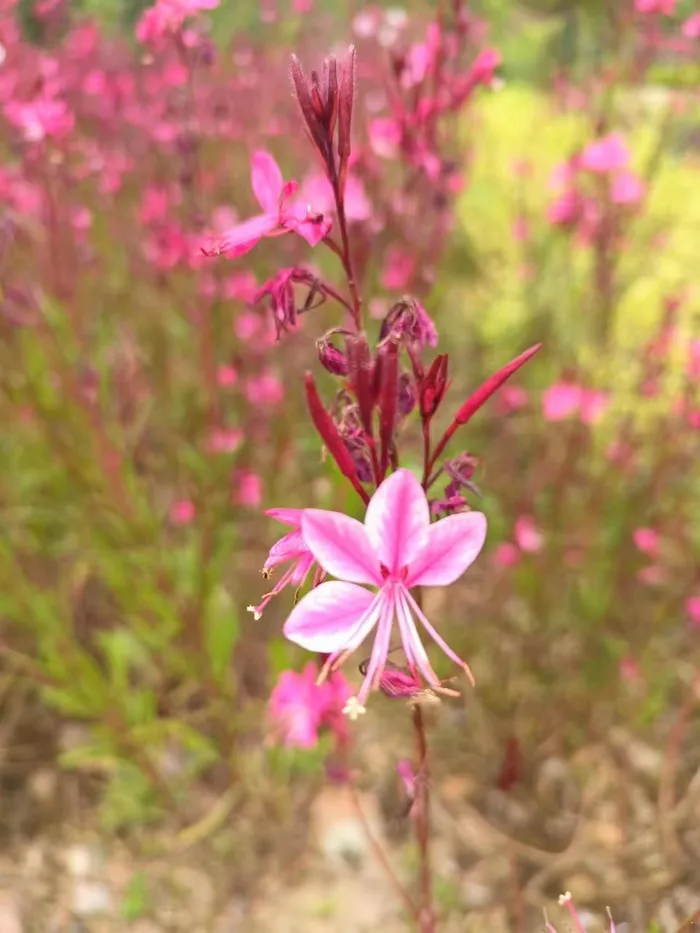 山桃草高清大图