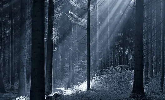丛林一束光线