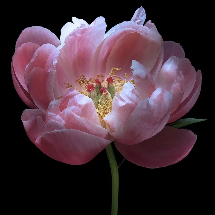 超高清芍药鲜花图片素材