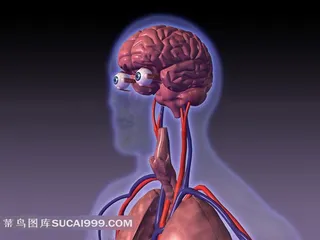 人体大脑高清素材