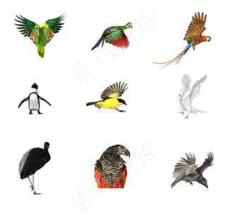 飞鸟集高清图片