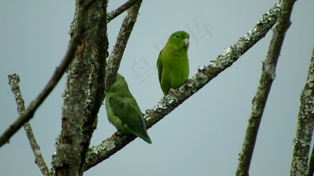 鸟类, 吸蜜鹦鹉, 长尾小鹦鹉, 哥伦比亚