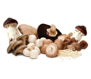 免抠一堆蘑菇图片