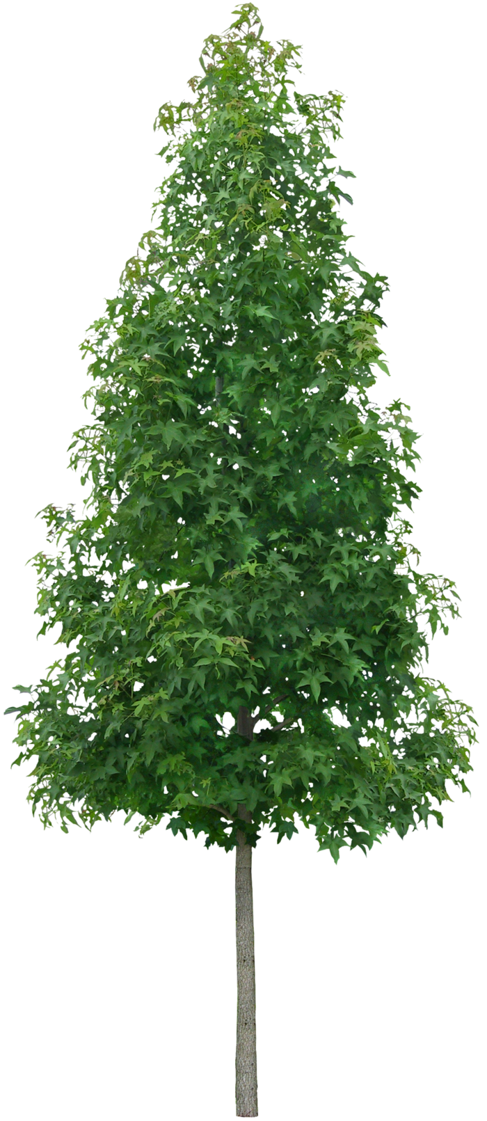 高清树木素材 免抠PSD植物素材 美术绘画园林贴图 树草灌木花草