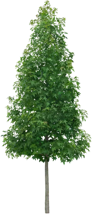 高清树木素材 免抠PSD植物素材 美术绘画园林贴图 树草灌木花草 高清树木素材 免抠PSD植物素材 美术绘画园林贴图 树草灌木花草