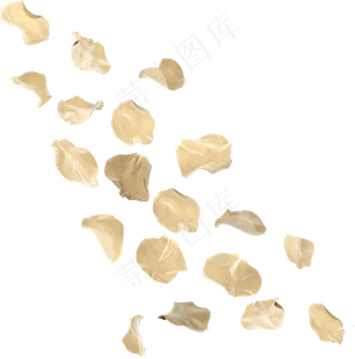 花瓣花朵免扣图片 