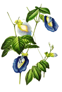 复古手绘植物花卉玫瑰花PNG免扣图案高清图片PS设计素材图