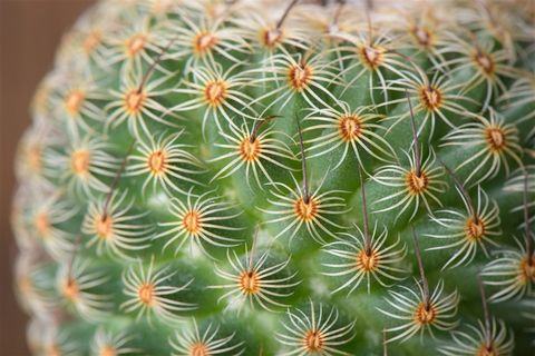 高清仙人球素材