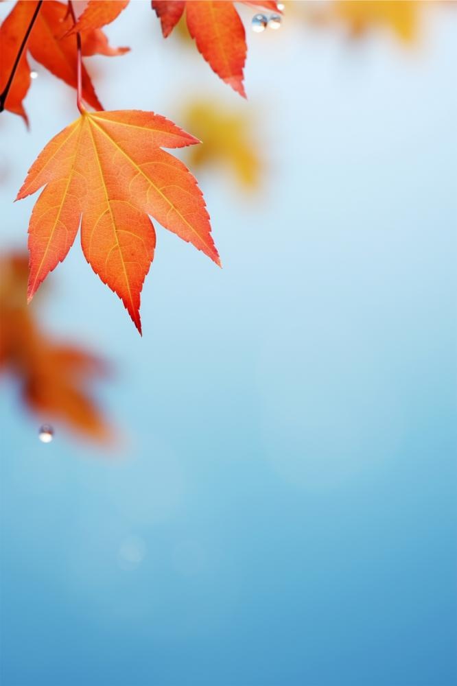 秋叶枫叶清新雨水节气海报背景