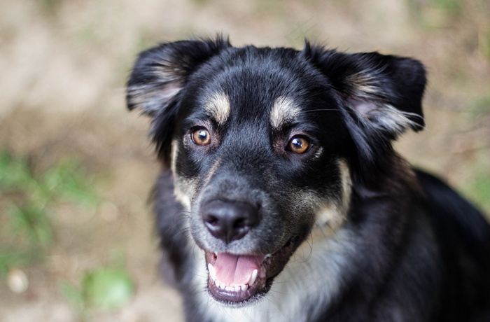 黑色中华田园犬图片